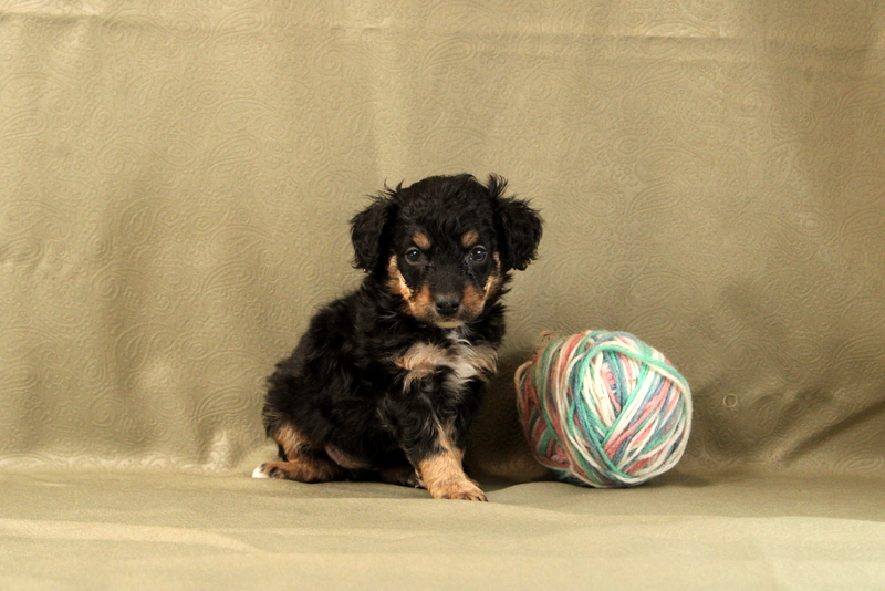 puppy, for, sale, Mini Bernedoodle F2, Matthew B. Stoltzfus, dog, breeder, Gap, PA, dog-breeder, puppy-for-sale, forsale, nearby, find, puppyfind, locator, puppylocator, aca